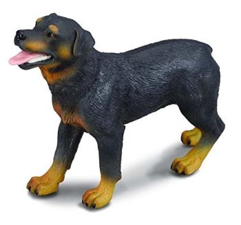 COLL88189 - Chien Rottweiler