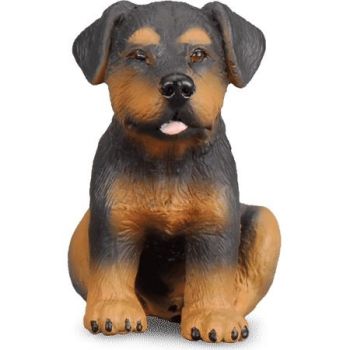 COLL88190 - Chiot Rottweiler