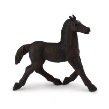 COLL88368 - Poulain Lipizzan marchant