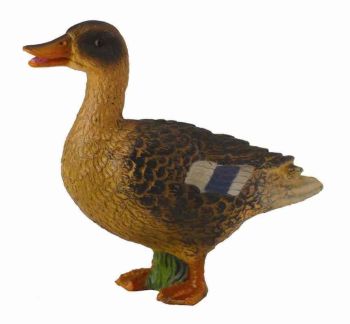 COLL88379 - Cane Colvert