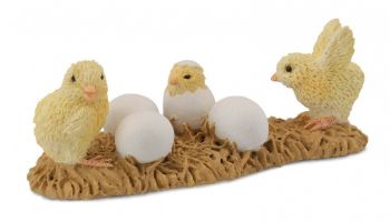 COLL88480 - Poussins avec leurs oeufs