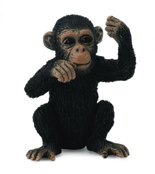 COLL88495 - Jeune Chimpanze