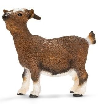 SHL13715 - Chèvre naine