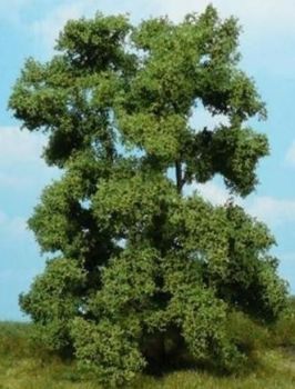 HEK1706 - Frêne 15 cm