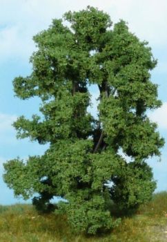 HEK1906 - Frêne hauteur 15 cm