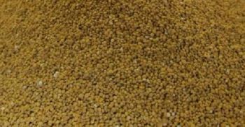 JUW23309 - Sachet de 200g de blé