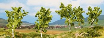 NOC25004 - 5 Bouleaux - 8 et 10 cm