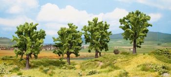 NOC25005 - 4 Hêtres - 13 cm