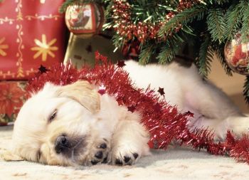 RAV07546 - Puzzle - 80 Pièces - Chiots de Noël - 36 x 26 cm