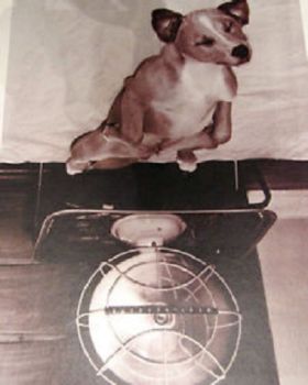 RAV15812 - Puzzle 1000 Pièces Vie de Chien 50 x 70cm