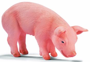 SHL13290 - Porcelet, Mangeant