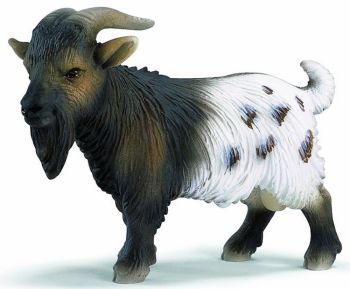 SHL13602 - Bouc Nain