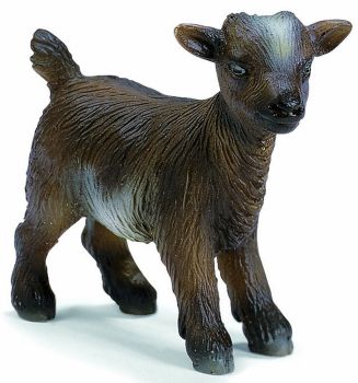 SHL13611 - Chevreau Nain