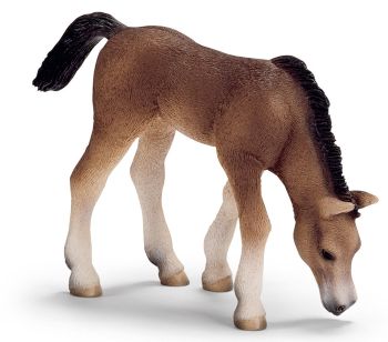 SHL13652 - Poulain Arabe