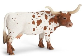 SHL13685 - Vache Texas Longhorn