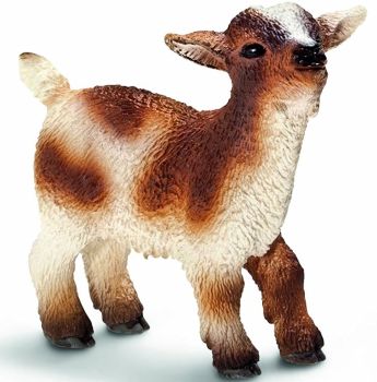 SHL13716 - Chevreau Nain