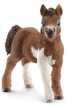 SHL13752 - Poulain Shetland