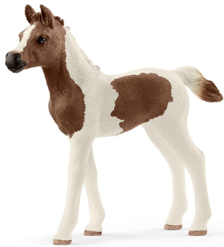 SHL13839 - Poulain Pintabian