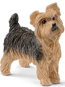 SHL13876 - Yorkshire Terrier
