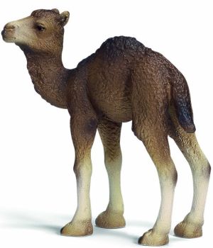 SHL14356 - Bébé Dromadaire