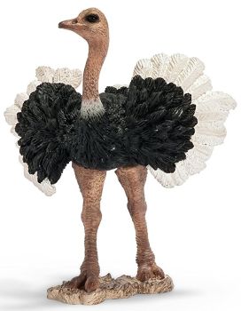 SHL14610 - Autruche Mâle