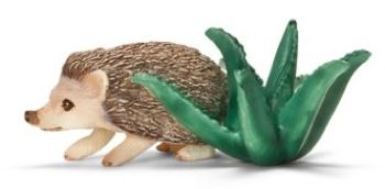 SHL14676 - Hérisson à Ventre Blanc