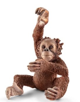 SHL14776 - Jeune Orang-outan