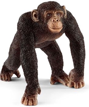 Chimpanzé mâle