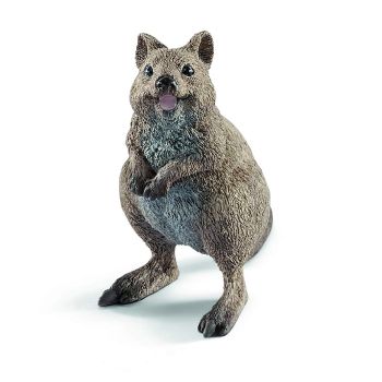 SHL14823 - Quokka