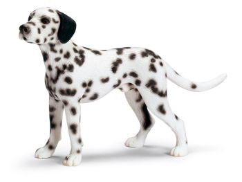 SHL16346 - Dalmatien