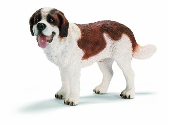 SHL16379 - St. Bernard Mâle