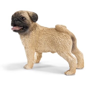 SHL16381 - Mâle Carlin