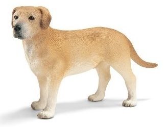 SHL16386 - Labrador Mâle