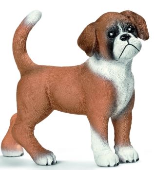 SHL16391 - Chiot Boxer