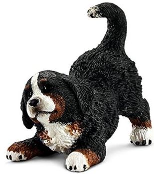 SHL16398 - Chiot bouvier bernois