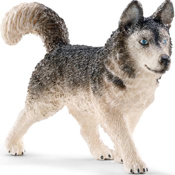 SHL16835 - Husky