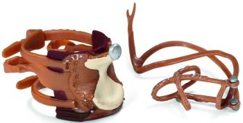 SHL42122 - Selle western + harnais