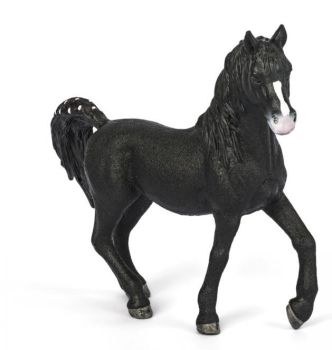 SHL72134 - Étalon Arabe