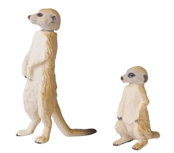 T16070 - Suricate et son petit